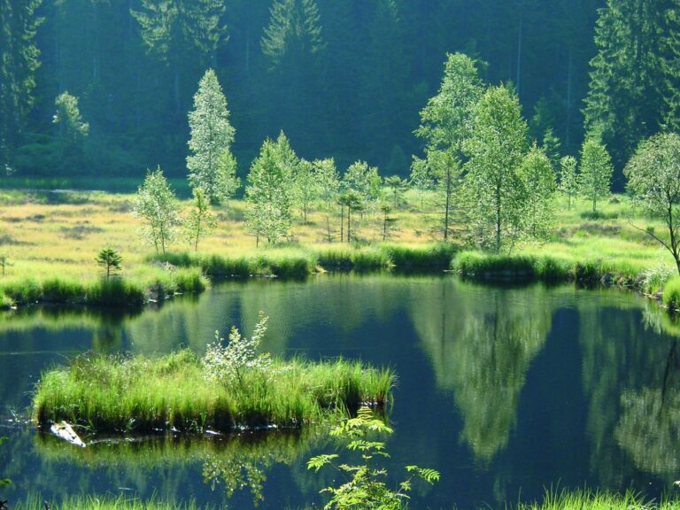 Nationalpark Schwarzwald