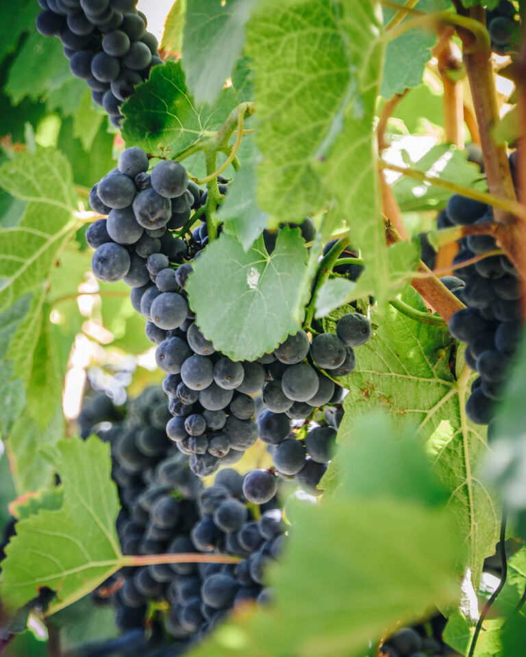 Von der Sonne verwöhnt – Weinlandschaft Baden