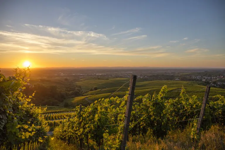 Baden-Baden Rebland