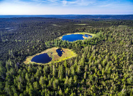 Hochmoorgebiet Kaltenbronn