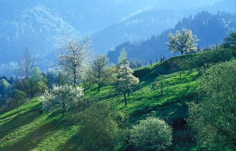 Naturpark Schwarzwald Mitte/Nord