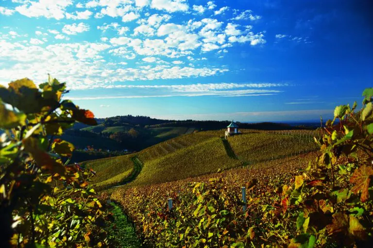 Weinlandschaft