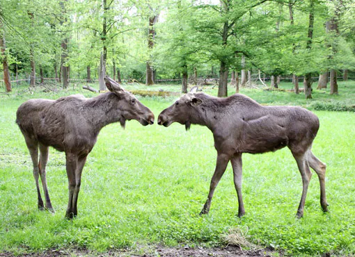 Tierpark Oberwald